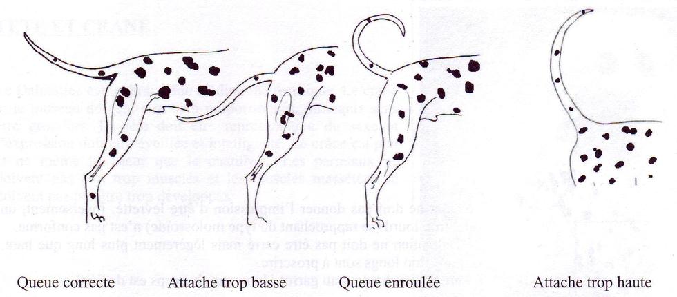 COMMENTAIRES DU STANDARD