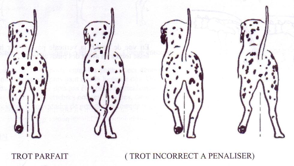 COMMENTAIRES DU STANDARD