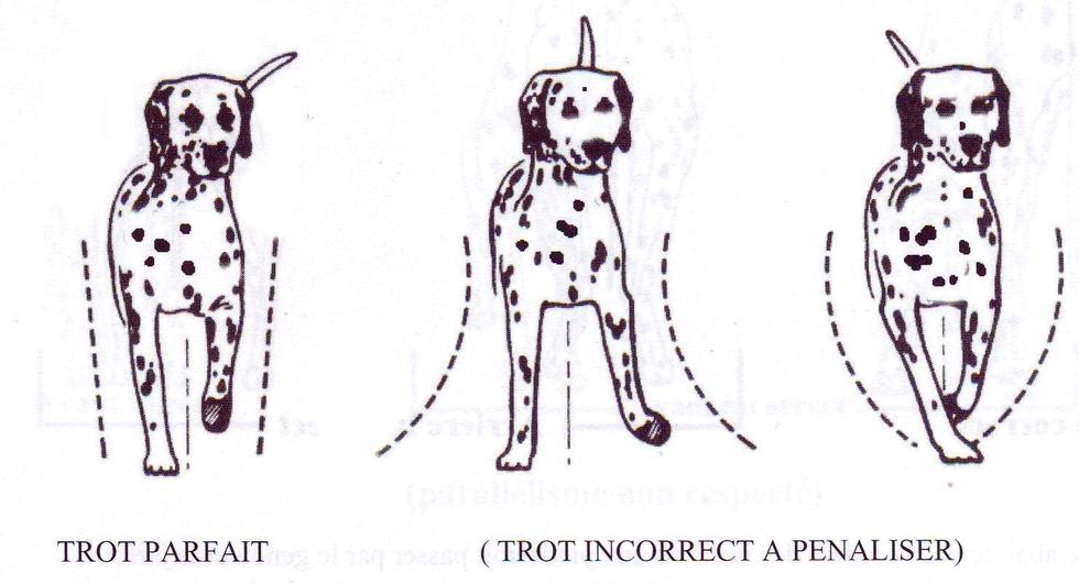 COMMENTAIRES DU STANDARD