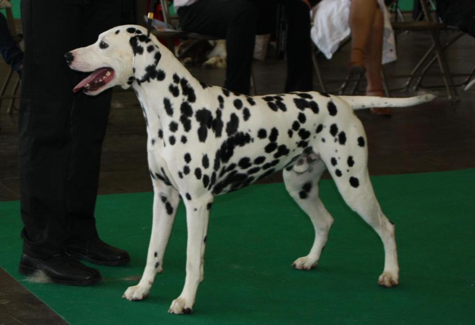 Mâle : CAC-CACIB ALABAMA SLAMMER OF DUKE'S PROUD