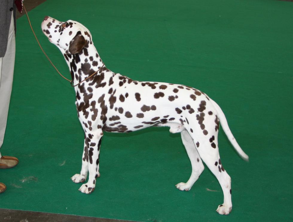 kutchinsky jewellerydalmatian broche