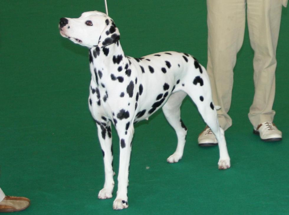 Femelle : CAC-CACIB (MEILLEURE DE RACE) CHAPPAQUIDDICK KIOWA OF NIAGARA