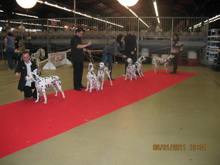 RESULTATS DE PARIS DOG SHOW LE 08.01.2011