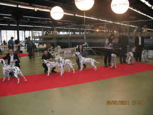 RESULTATS DE PARIS DOG SHOW LE 08.01.2011 RESULTATS DE PARIS DOG SHOW LE 08.01.2011
