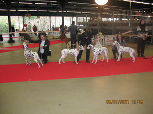 RESULTATS DE PARIS DOG SHOW LE 08.01.2011 RESULTATS DE PARIS DOG SHOW LE 08.01.2011