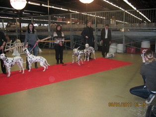 RESULTATS DE PARIS DOG SHOW LE 08.01.2011 RESULTATS DE PARIS DOG SHOW LE 08.01.2011