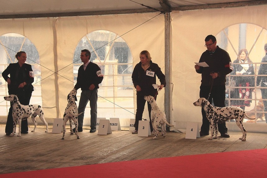 LES QUATRES PREMIERES FEMELLES EN CLASSE OUVERTE