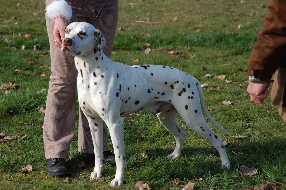 STAR MAGIC URSA MAJOR MEILLEUR DE RACE