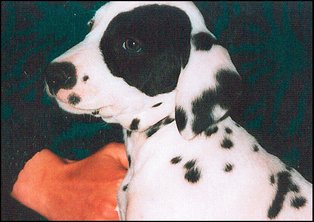 LE PATCH : COMMENT LE RECONNAITRE LE PATCH : COMMENT LE RECONNAITRE