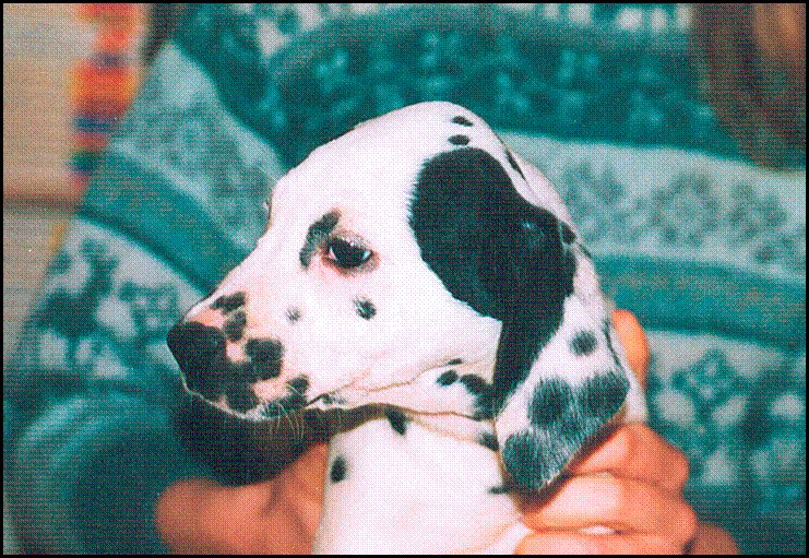 Un patch sur l'oreille : celui-ci dépassant sur le crâne, ce chiot ne sera pas confirmable Un patch sur l'oreille : celui-ci dépassant sur le crâne, ce chiot ne sera pas confirmable