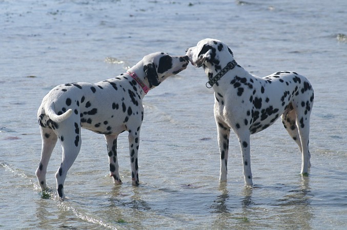 Le sujet de gauche a un patch autour de l'oeil (non confirmable) Le sujet de gauche a un patch autour de l'oeil (non confirmable)