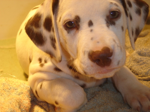 Choisir un chiot Choisir un chiot