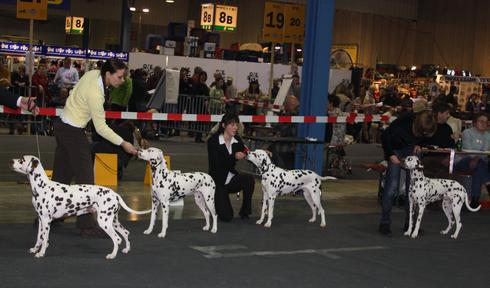 COMMENT PRESENTER SON CHIEN EN EXPOSITIONS