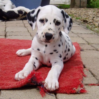 ESSENDILENE ESSENDILENE