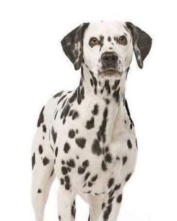 IMG_3256 (2) IMG_3256 (2)