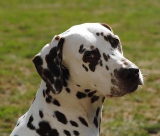 11167667_963997150285638_1788246138181914238_n (2) 11167667_963997150285638_1788246138181914238_n (2)